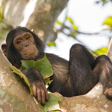 Young chimpanzees are rambunctious and playful, but also need some "me time" once in a while. 