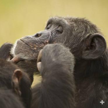 Grooming is an important social gesture and helps to form alliances and strong bonds.