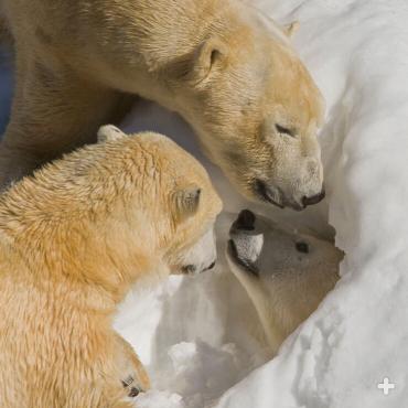 At the Zoo's Polar Bear Plunge exhibit, Chinook, Kalluk, and Tatqiq enjoy a "snow day," with a delivery of fresh snow to explore as enrichment.