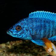 Cichlid Aulonocara