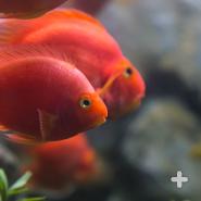 Blood Parrot fish