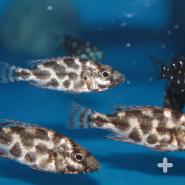 Livingston's Cichlid (Nimbochromis livingstonii)