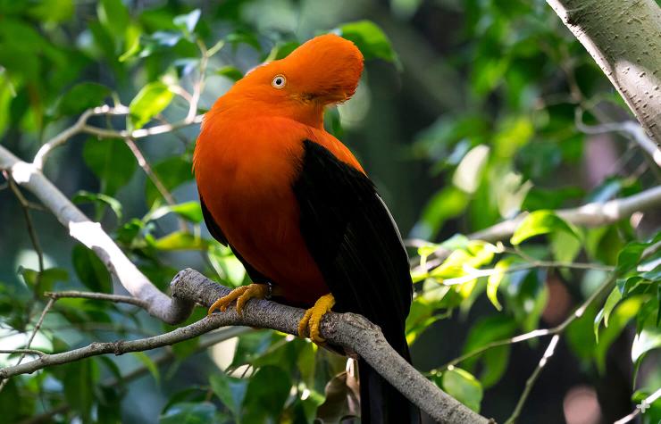 Male cock-of-therock