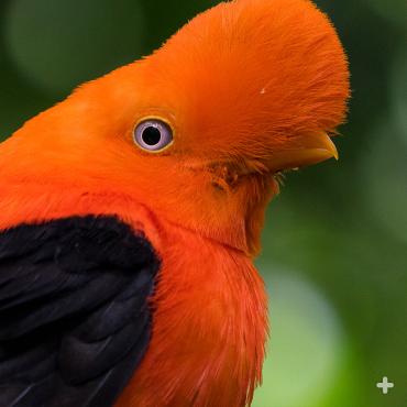 Male cock-of-the-rock