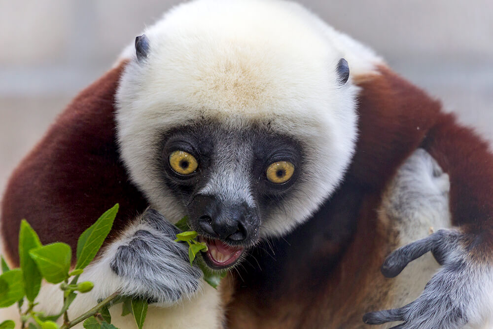 Cockerel's sifaka eating green leaves