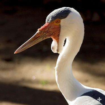 Named for the wattles on either side of its chin, the wattled crane sports dramatic plumage.