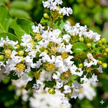 White crape myrtle flowers
