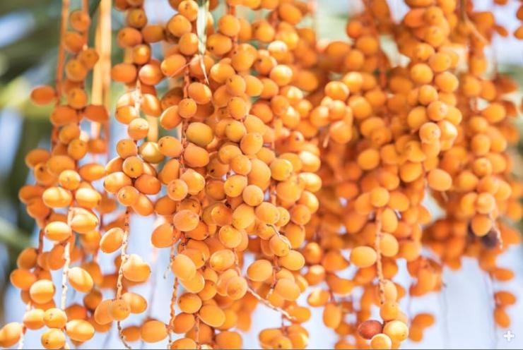 Closeup of dates growing on the tree.