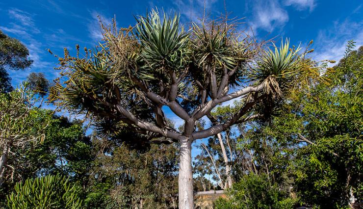 Dragon tree