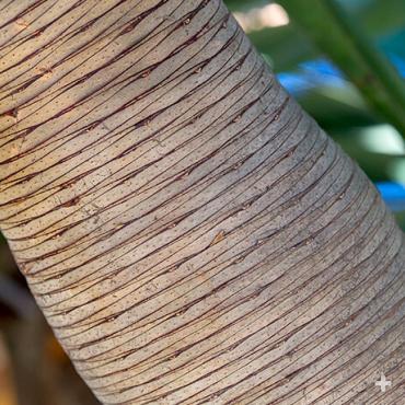 Dragon tree branch