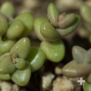 Dudleya brevifolia