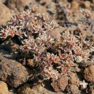 Dudleya brevifolia