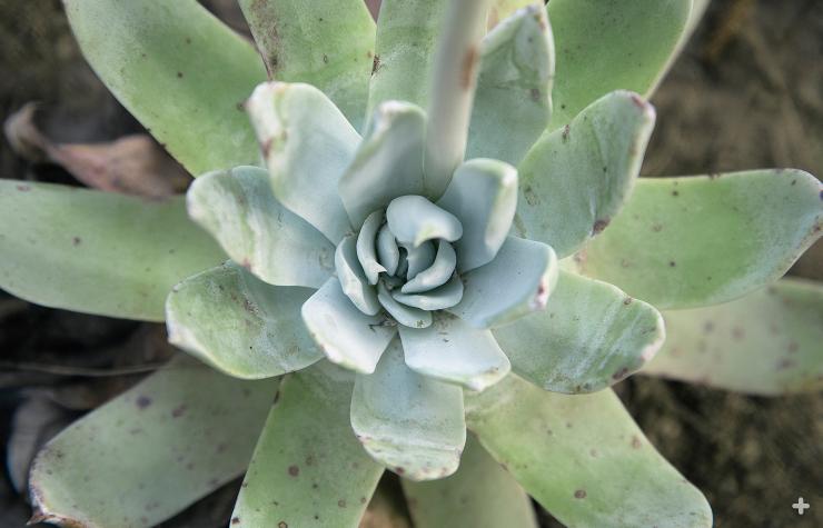 Dudleya greenei