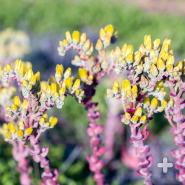 Dudleya caespitosa