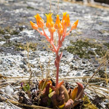 Dudleya cymosa