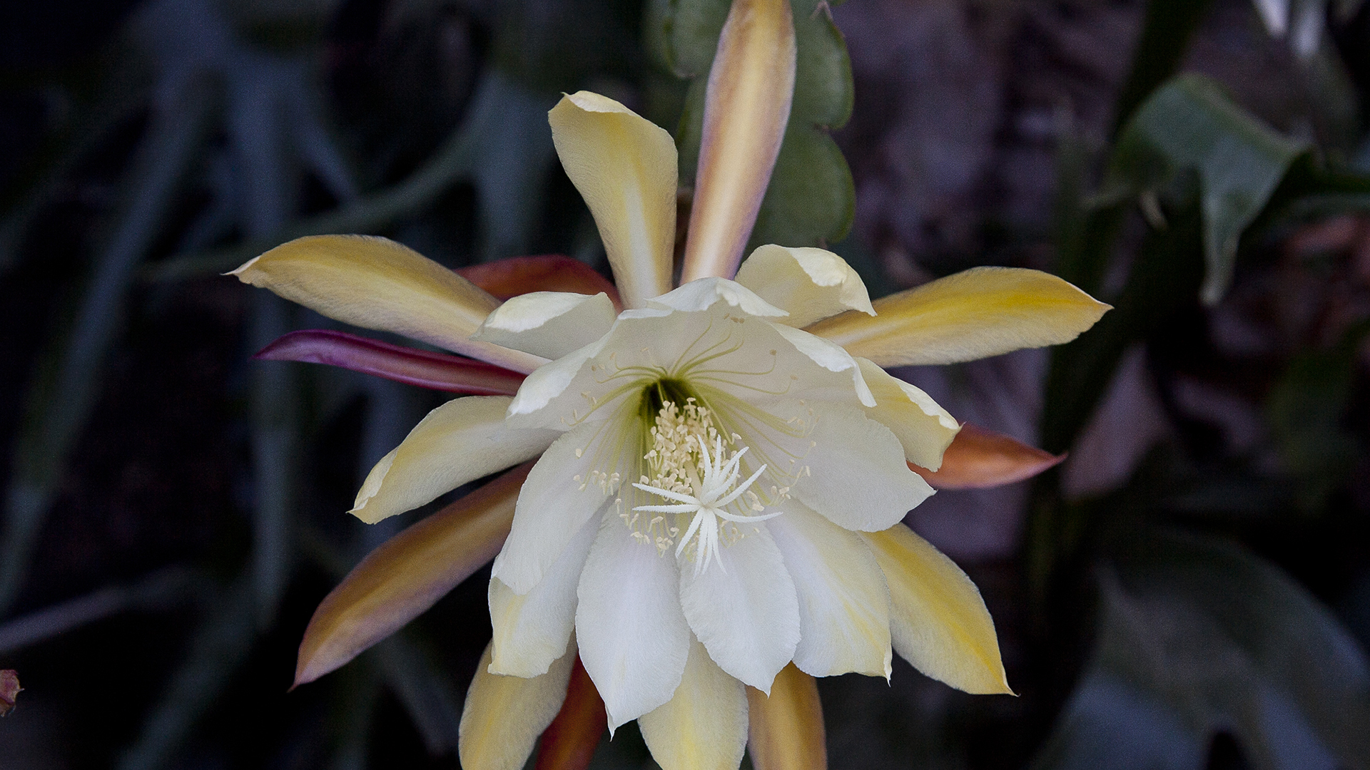 A multi-colored close shot of an epiphyllum.