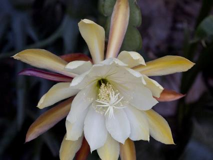 A multi-colored close shot of an epiphyllum.