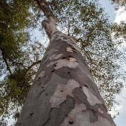 Eucalyptus trunk