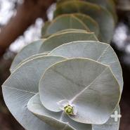 Eucalyptus leaves