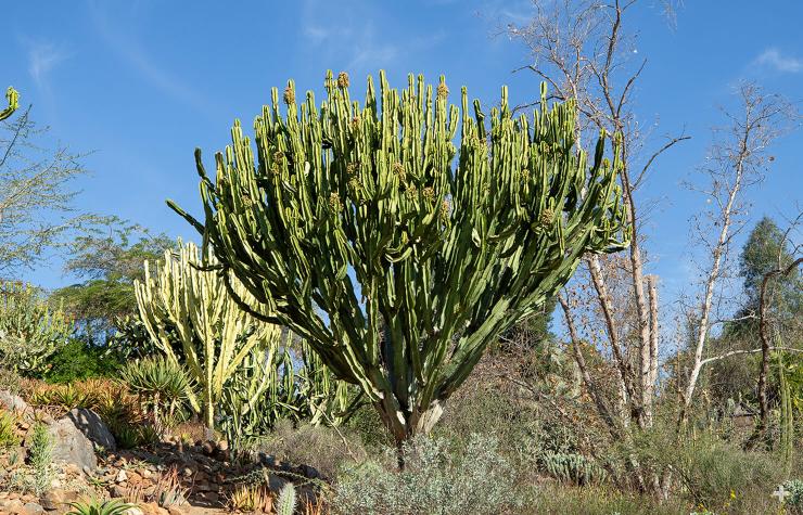 Candelabra tree