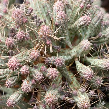 Corncob euphorbia