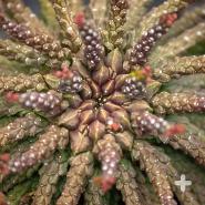 Medusa's head euphorbia
