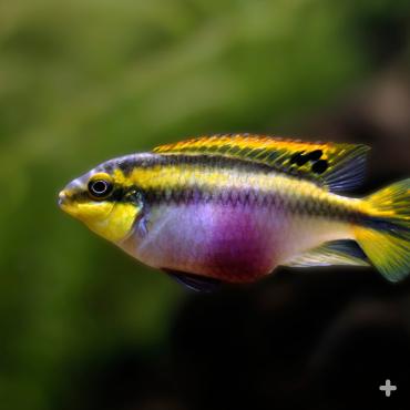 Female Pelvicachromis pulcher kribensis cichlid