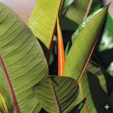 The Australian Ficus pleurocarpa is also known as the banana fig due to the yellow, banana-shaped figs it produces.