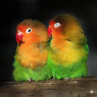 Fischer's lovebird