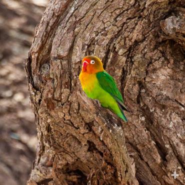 Fischer's lovebird in tree trunk, Tanzania