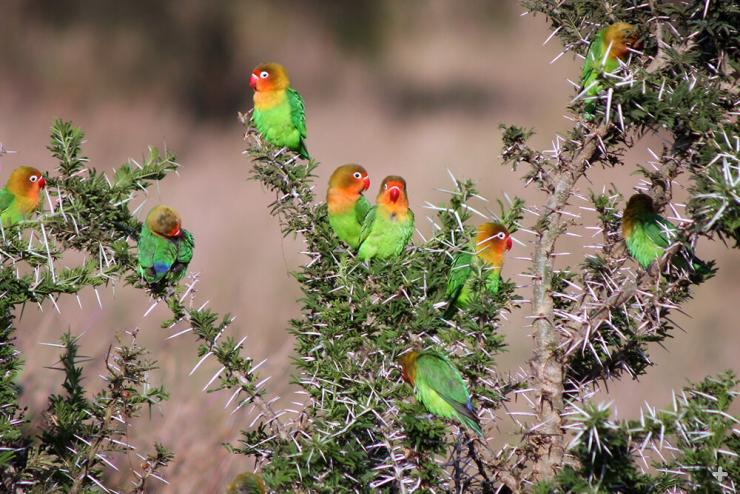 Fischer's lovebird flock in Tanzania