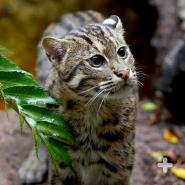Fishing cat