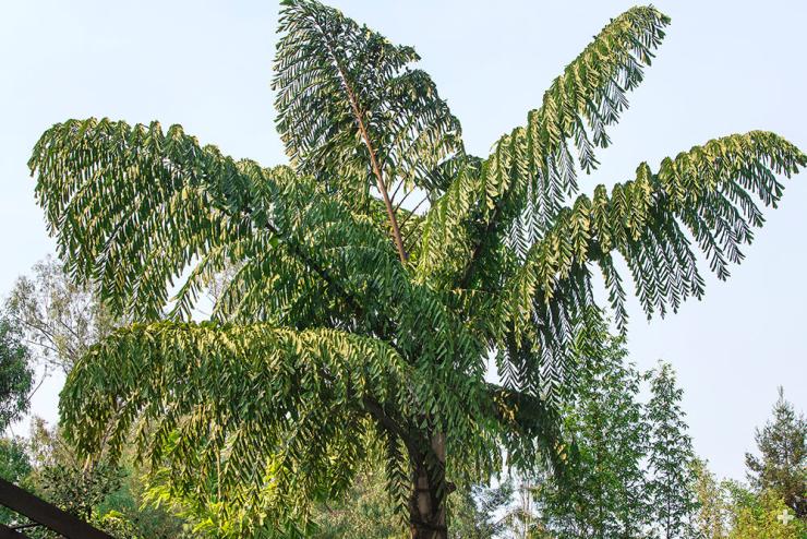 Fishtail palm at the San Diego Zoo