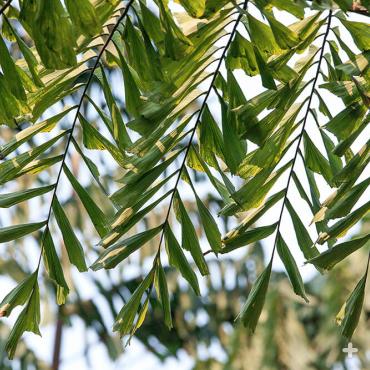 Close-up of fishtail palm leaves