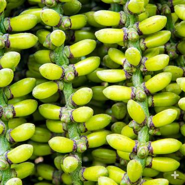 Fishtail palm fruit