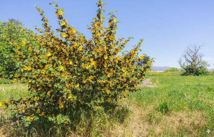Flannel bush in bloom in Ulistac Natural Area, Santa Clara, south San Francisco bay area, California.