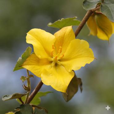 California flannelbush flower.