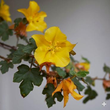 California flannelbush