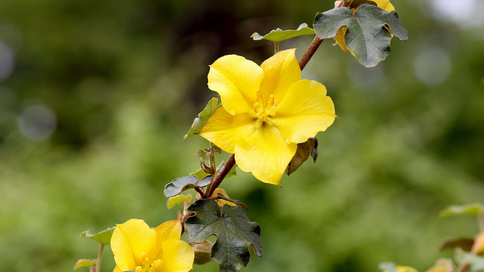 California flannelbush