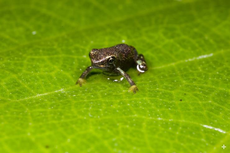 Juvenile Panamanian golden frogs are green with dark markings, matching the color of mosses growing on stones in their watery habitat. They gradually change into the golden colors of mature adults.