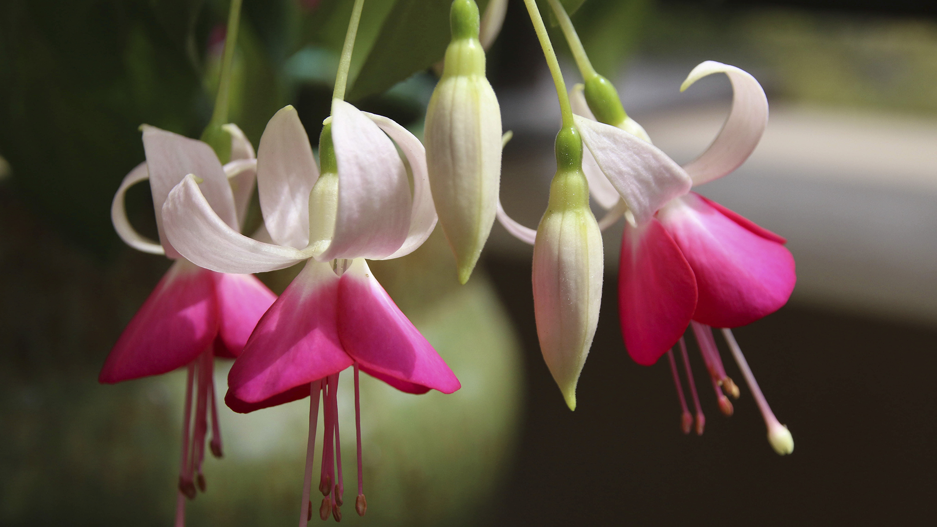 A group of pink and white fuchsia flowers.