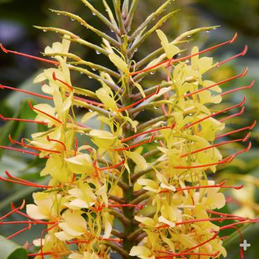 Kahili ginger