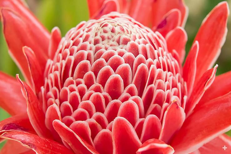 Torch ginger