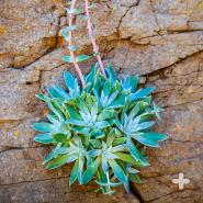 Dudleya greenei