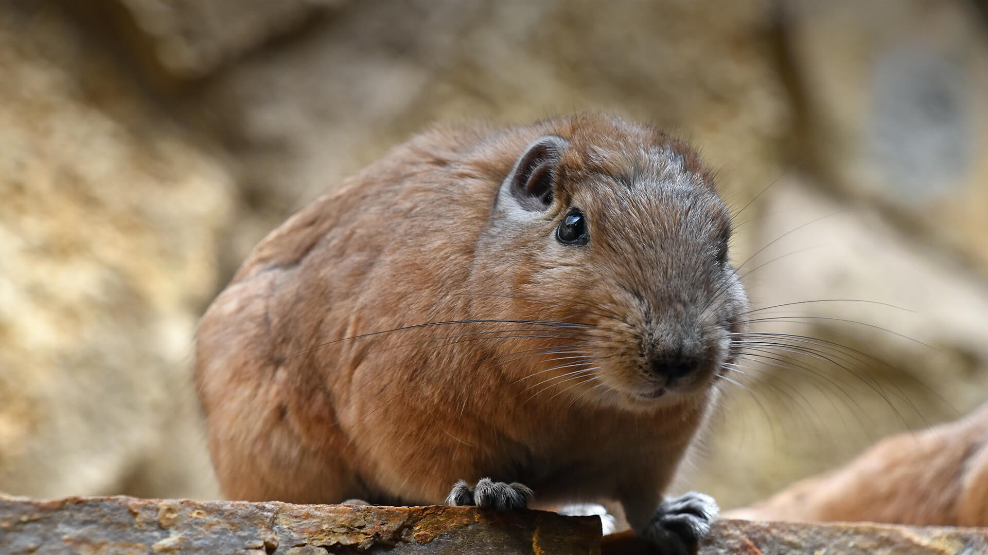 Gundi