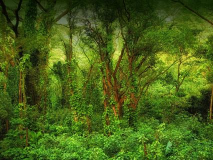 Hawaiian rainforest