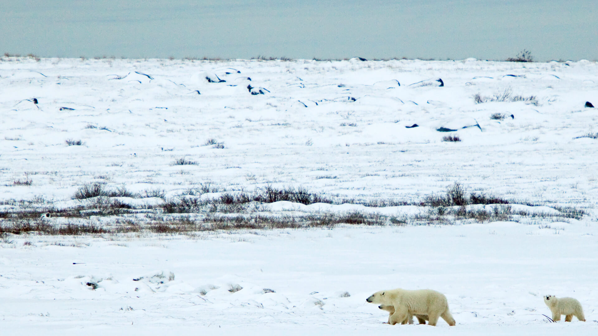 Arctic Tundra