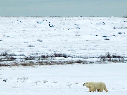 Arctic Tundra