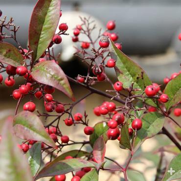 Heavenly bamboo berries