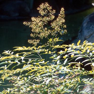 Heavenly bamboo flowering